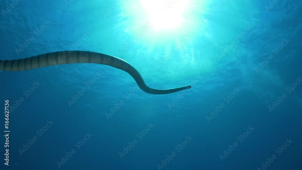 Sea snake swims off coast of Indonesia, POV Sea snake swims off coast of Indonesia, POV