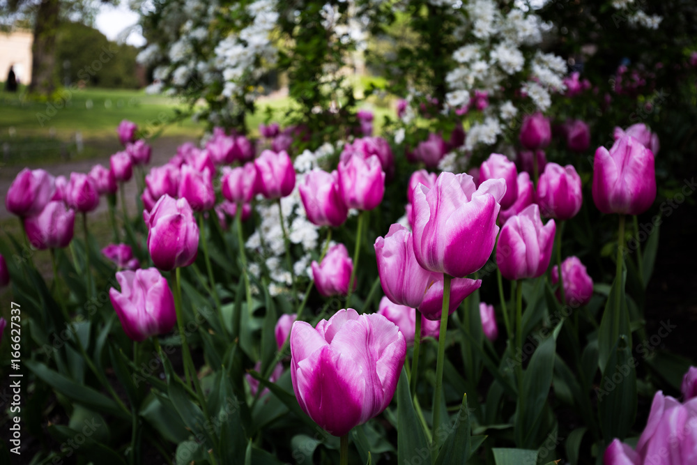 Obraz premium Pink Tulips
