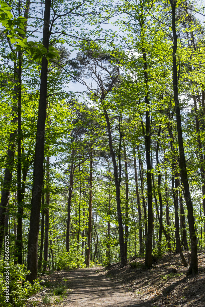 Fototapeta premium Wanderweg im Naturpark Pfälzerwald