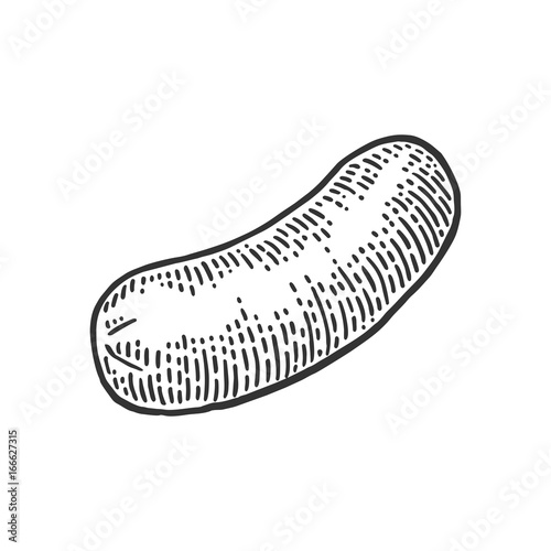 Sausage. Vintage vector engraving illustration