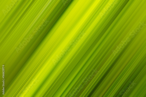 Diagonal palm leaf background