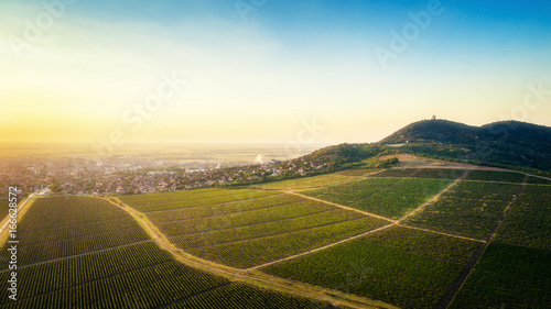 Beautiful grapevine field(vineyard) beneath hill in sunset. Horizontal image. Landscape.