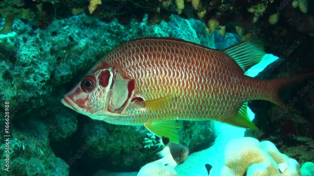 Colorful fish in Red Sea reef, close up Colorful fish in Red Sea reef, close up