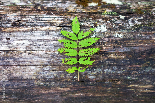 fern leaf on wooden background photo