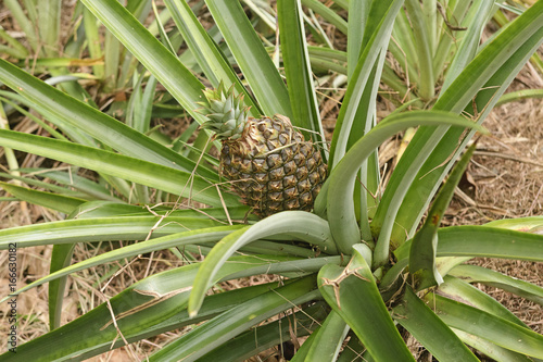 Pineapple Fruit Growing in a Field