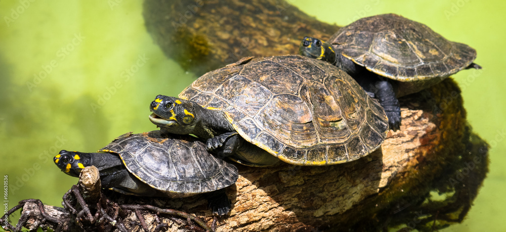 Goup of yellow-spotted Amazon river turtles (Podocnemis unifilis) on top of a tree branch and against a green background from a water pond closeup. Goup of yellow-spotted Amazon river turtles (Podocnemis unifilis) on top of a tree branch and against a green background from a water pond closeup.
