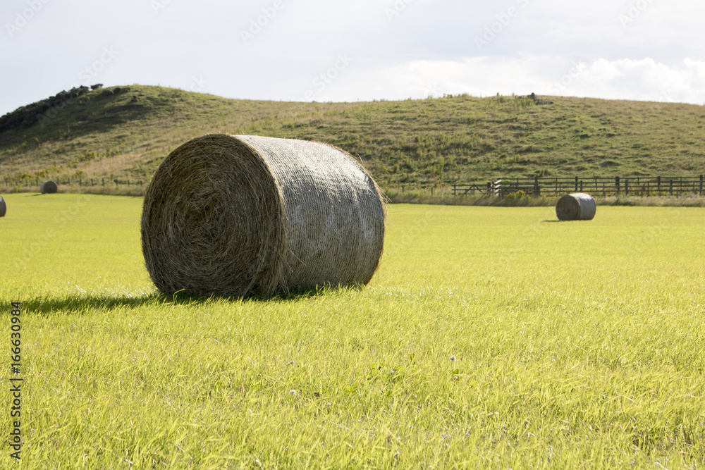 Fototapeta premium Bales of Hay in Grassy Field