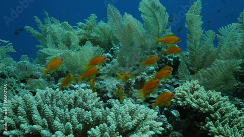 Orange fish swim in coral, close up