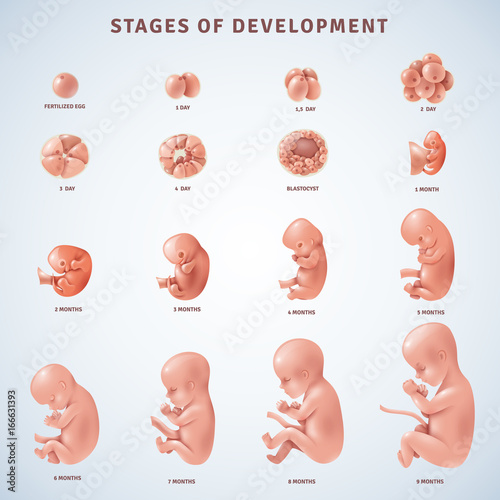 Stages Human Embryonic Development  photo