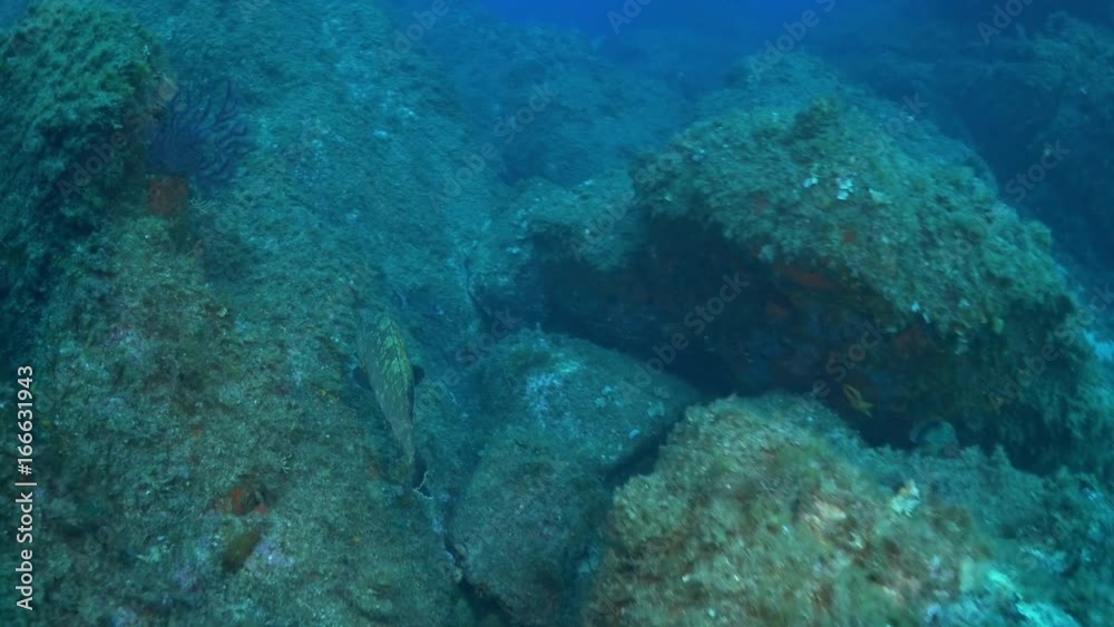 Lone fish swims over algae covered rocks in Mediterranean Sea Lone fish swims over algae covered rocks in Mediterranean Sea