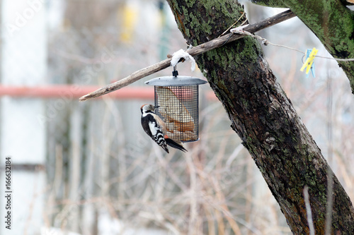Middle Spotted Woodpecker (Dendrocopos medius).