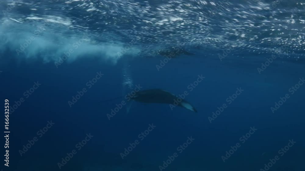 Manta ray splash at surface, underwater POV Manta ray splash at surface, underwater POV