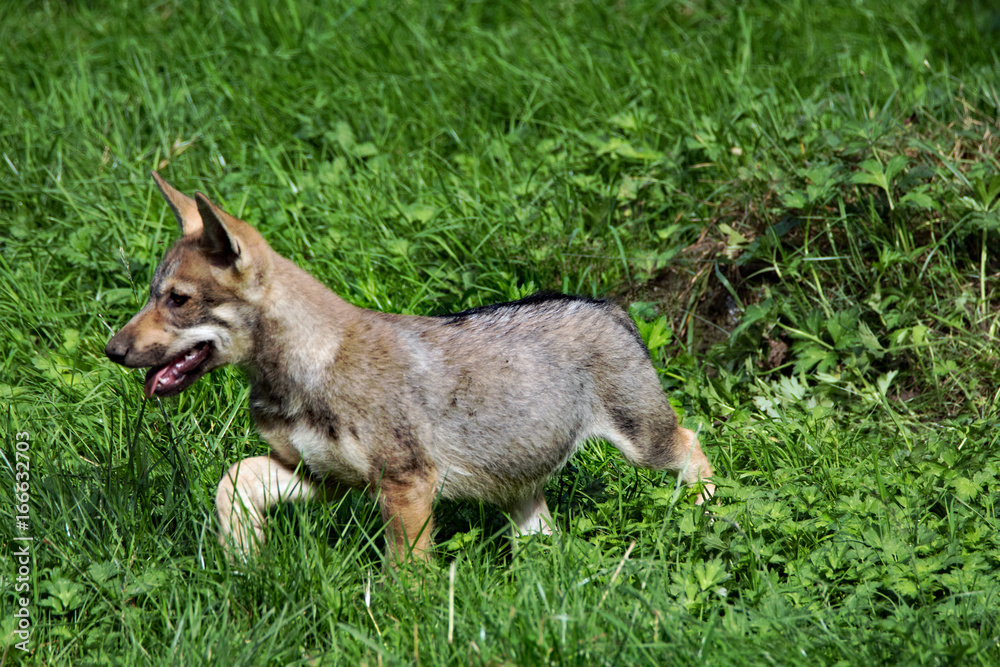 Fototapeta premium Junger Grauwolf