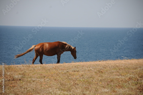 Horses on the field near the sea