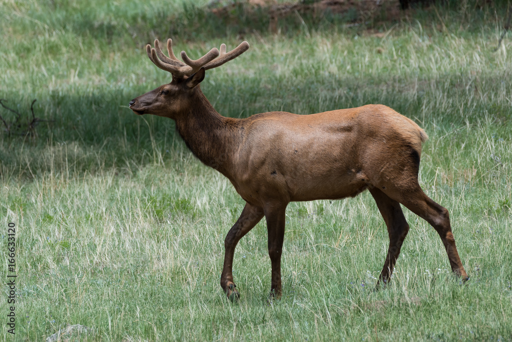 Elk of The Colorado Rocky Mountains Elk of The Colorado Rocky Mountains