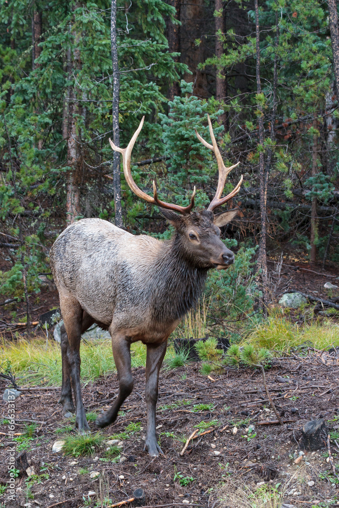 Fototapeta premium Elk of The Colorado Rocky Mountains