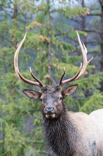 Elk of The Colorado Rocky Mountains