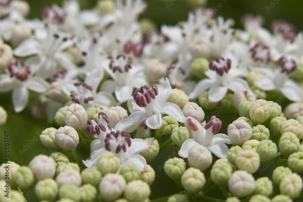 Sambucus ebulus blooming Sambucus ebulus blooming