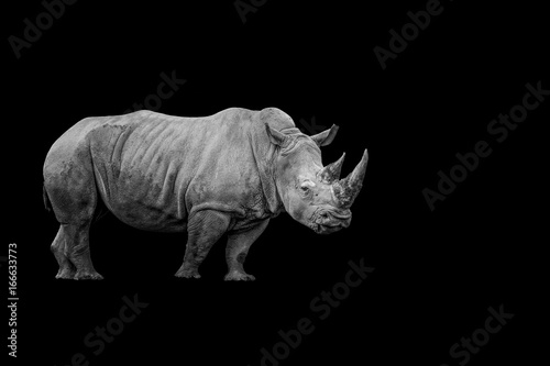 Isolated Black and White Rhino with Copy Space