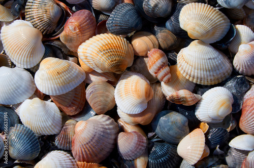 Marine theme background with seashells over sand close-up