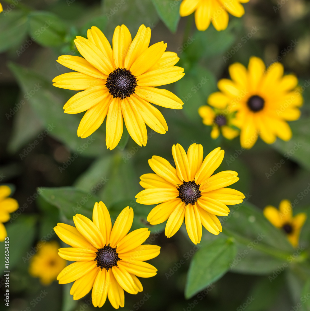 Rudbeckia hirta Rudbeckia hirta