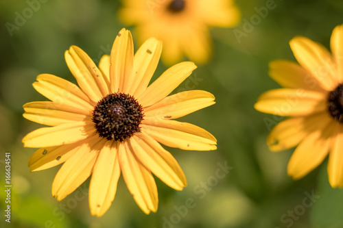 Black Eyed Susan