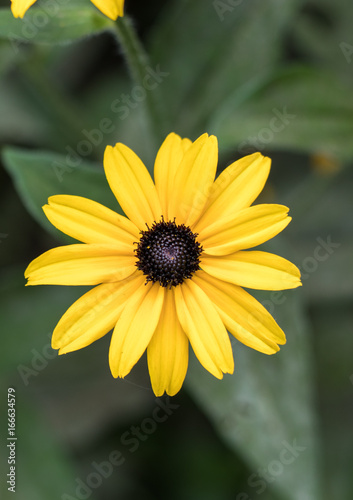 Black Eyed Susan