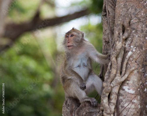 monkey in jungle © ozerkina