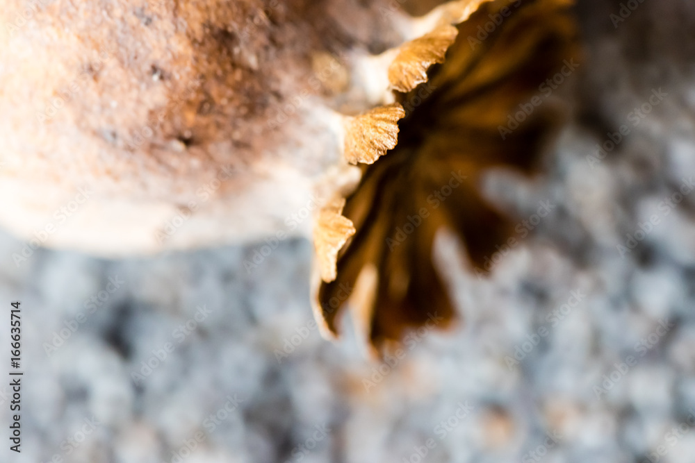 Macro photography of poppy heads and poppy seeds