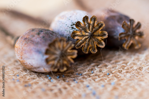Macro photography of poppy heads and poppy seeds