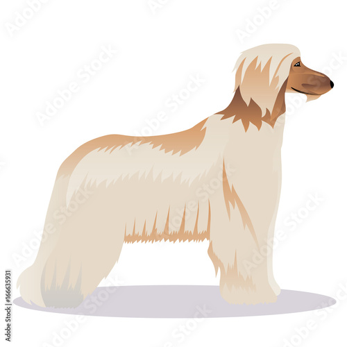 Afghan hound pale
