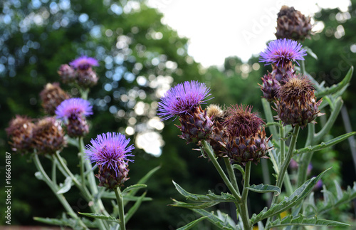 Flockenblumen photo