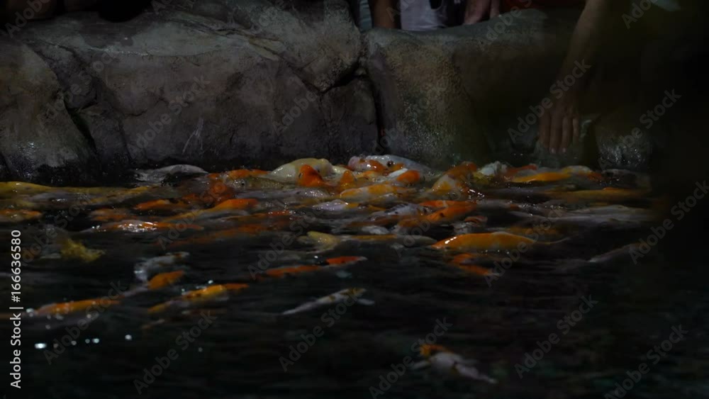 Fish swim in a large oceanarium. Fish swim in a large oceanarium.
