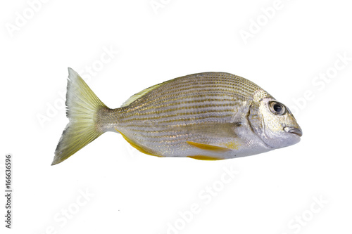Bream Tarwhine Fish
