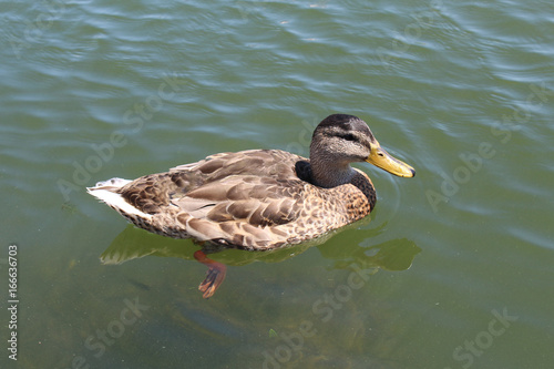 Mallard on the lake
