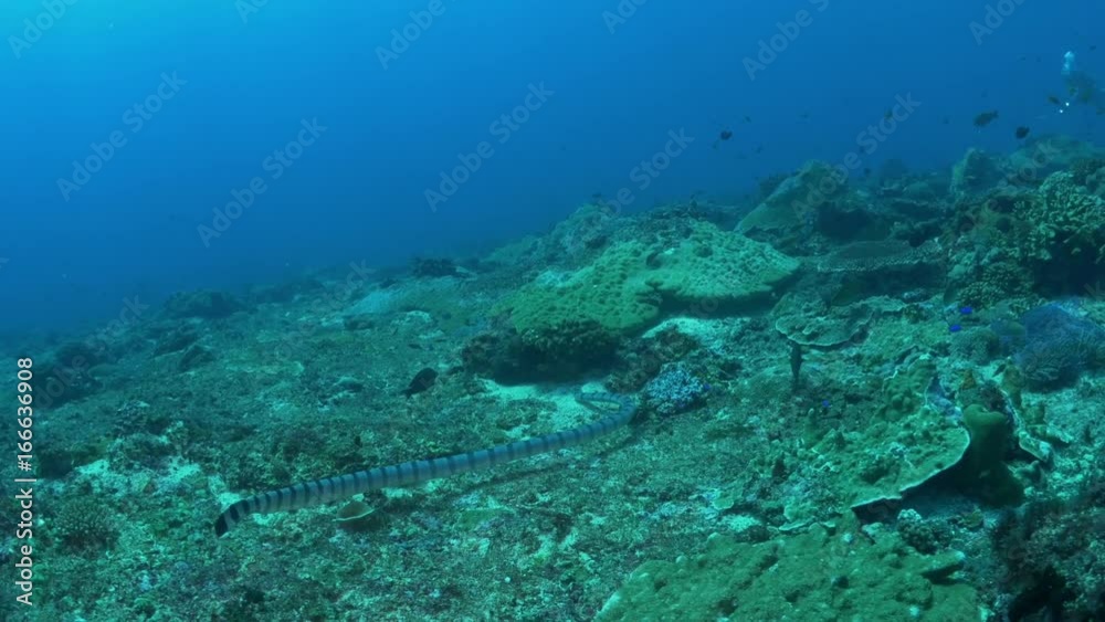 Sea snake swims over tropical reef, POV Sea snake swims over tropical reef, POV