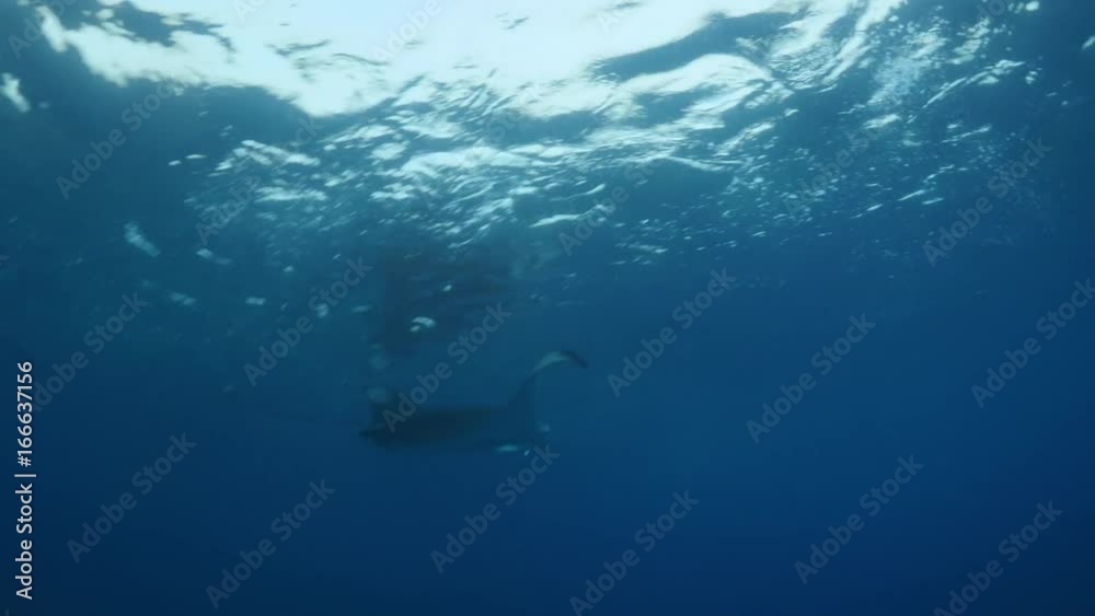 POV, manta ray swims in Indian Ocean POV, manta ray swims in Indian Ocean