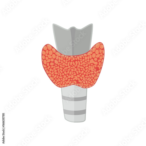 Thyroid gland in flat style