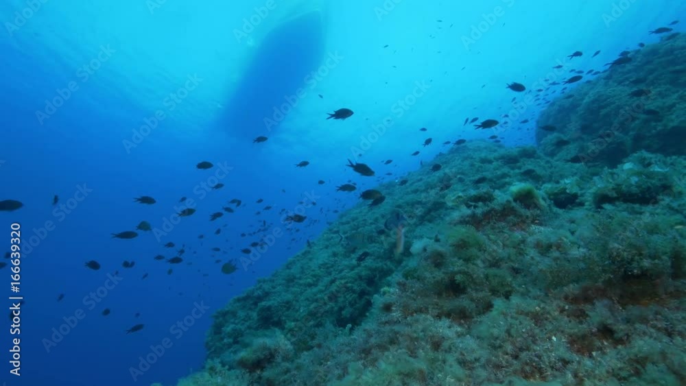 School of fish swim under boat, low angle School of fish swim under boat, low angle