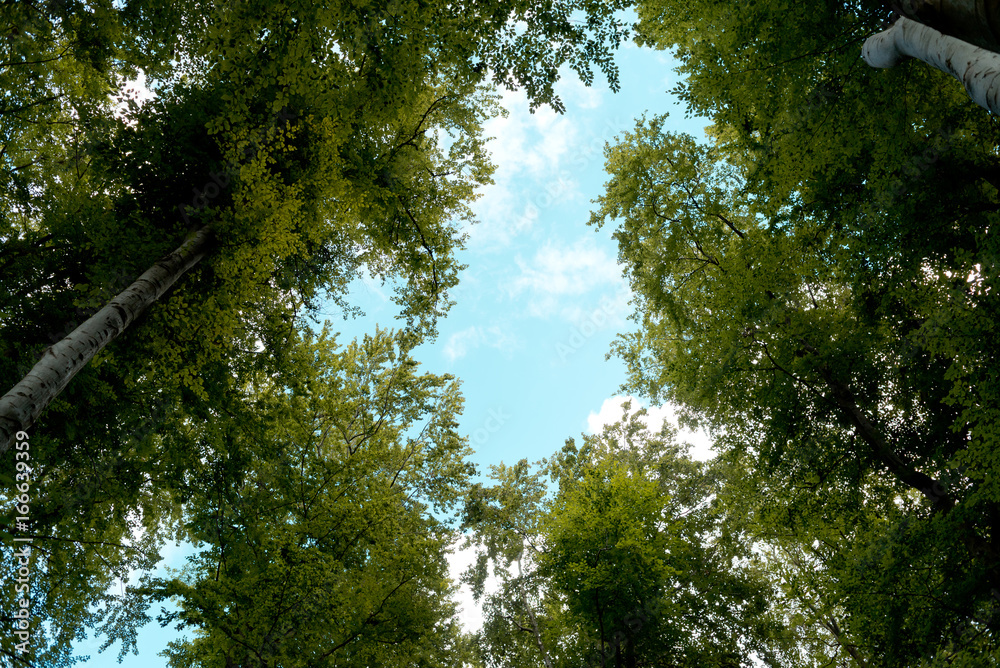 Fototapeta premium Forest vegetations