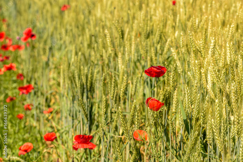 Obraz premium Poppy field