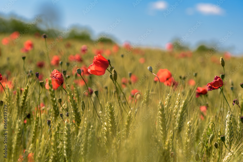 Obraz premium Pole maków