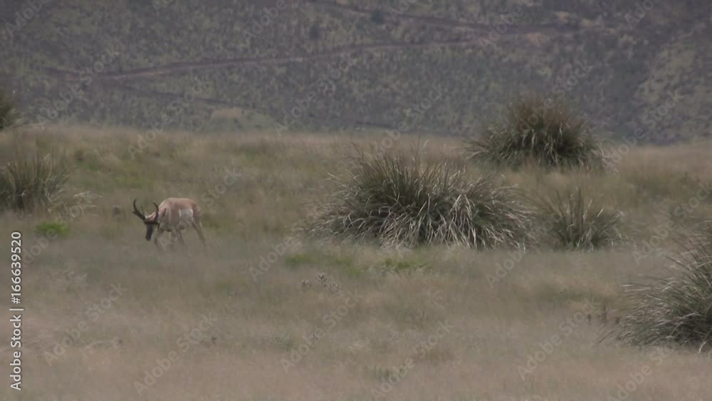 Pronghorn Antelope Buck on the Prairie Pronghorn Antelope Buck on the Prairie