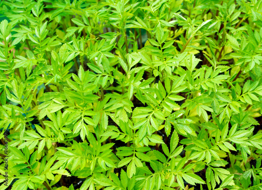 Texture of marigold seedling leaf in the seedling basket Texture of marigold seedling leaf in the seedling basket