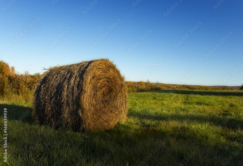 Straw bale of hay in autumn Field