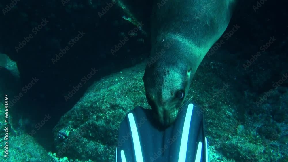 POV Sea Lion bites scuba diver flipper