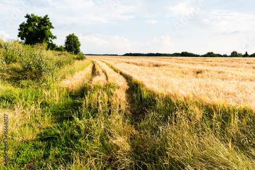 Field of ripe barley