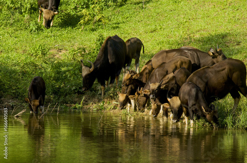 The herd of bison eat the evening water.