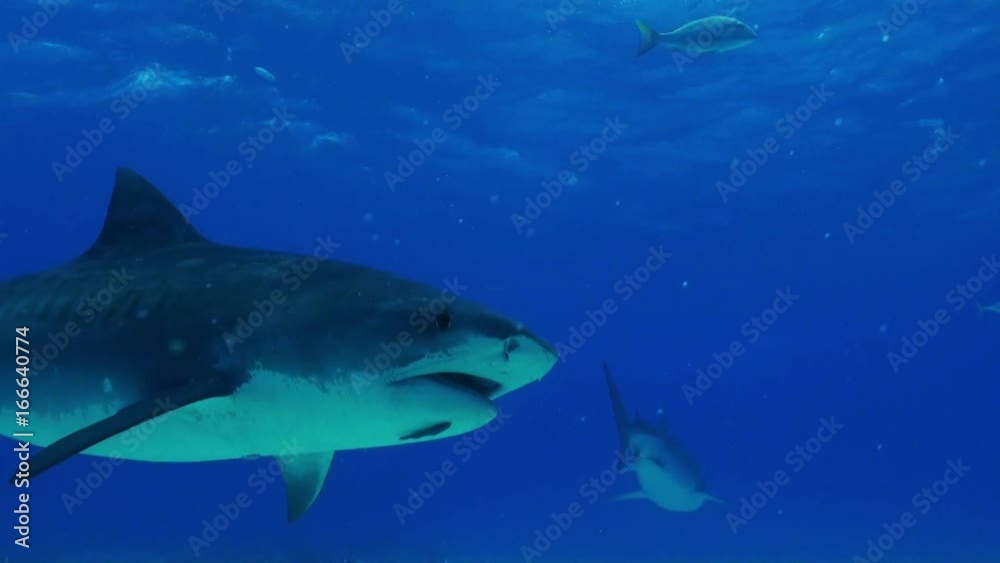Tiger shark swims under boat, Bahamas Tiger shark swims under boat, Bahamas