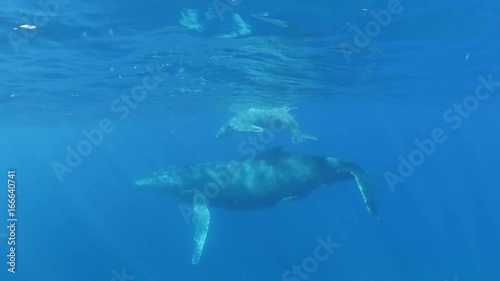 Humpback whale with calf in Indian Ocean, POV